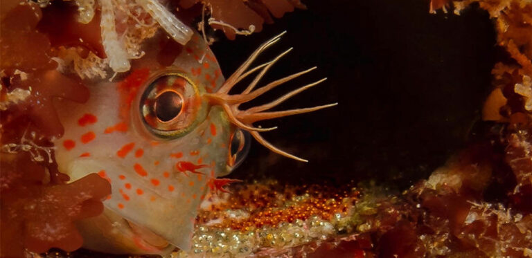 A photograph of an orange and brown fish.