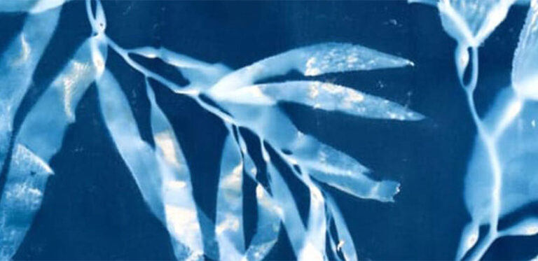 A detail shot of a blue seaweed photo.