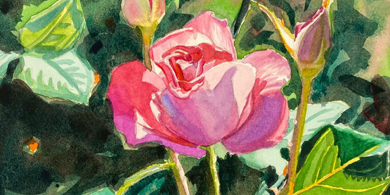 A watercolor painting of a pink rose.