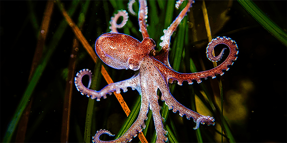 15th ANNUAL LAGUNA BLUEBELT PHOTO EXHIBITION