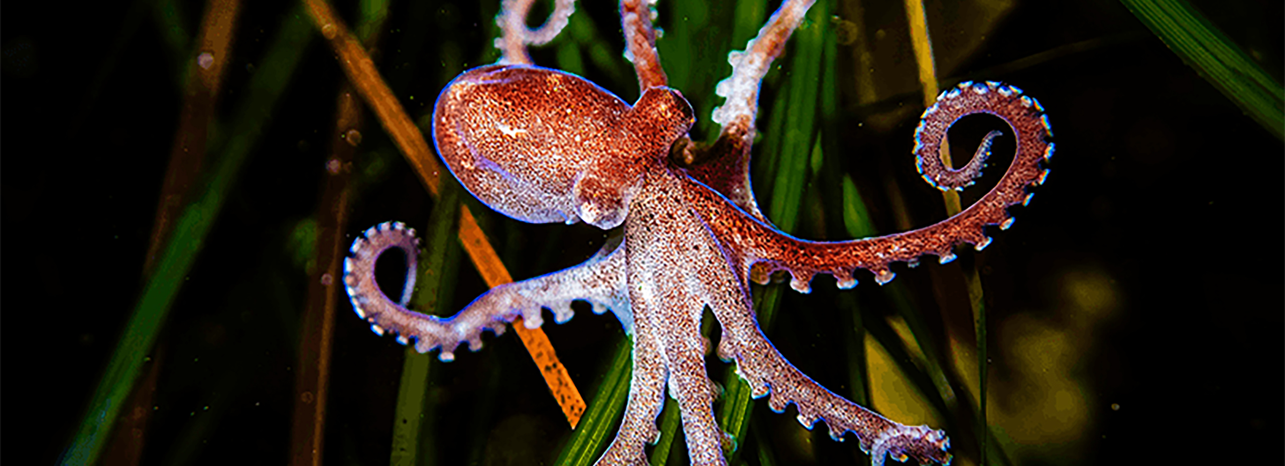 15th ANNUAL LAGUNA BLUEBELT PHOTO EXHIBITION